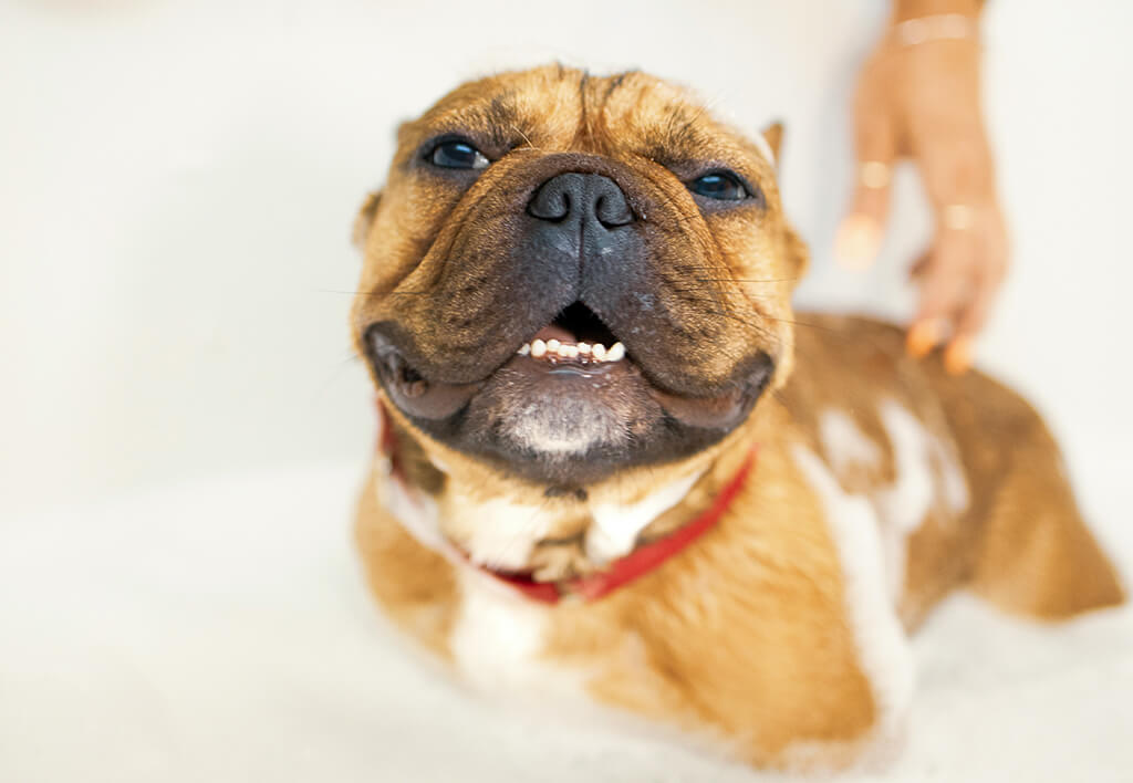 Bath grooming